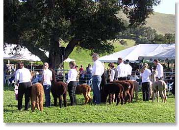 show ring at AlpacaFest West