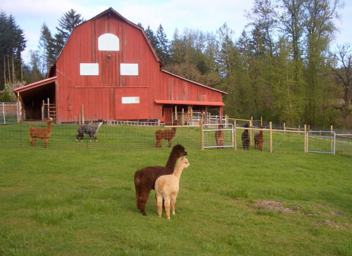 Aragon Alpacas gambrel barn