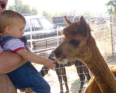 Gabriel offers a carrot
