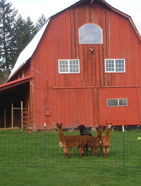 alpacas at Aragon