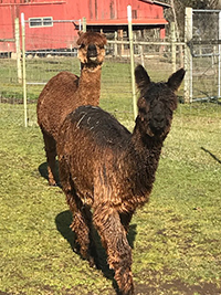 Georgia and Mana, suri alpacas
