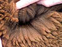 Mafutu's Solstice Summer, fleece