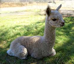 cria