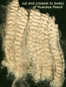 alpaca fleece