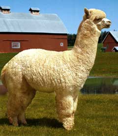 huacaya herdsire