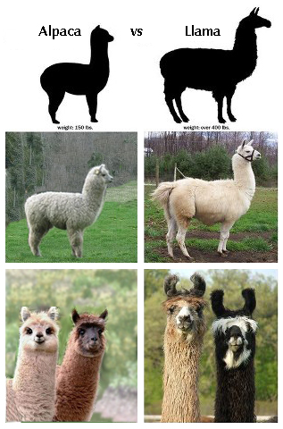 alpaca vs llama