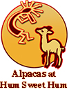Alpacas at Hum Sweet Hum
