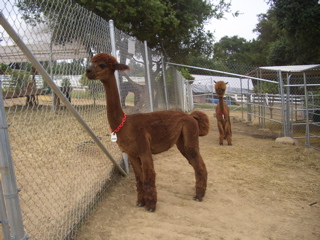 Galileo, after shearing