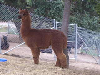 Galileo, before shearing