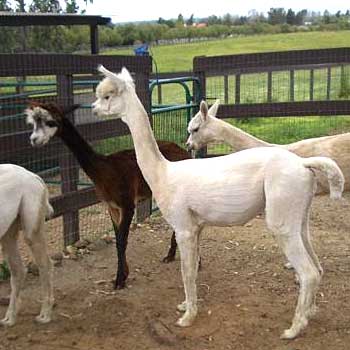 freshly sheared alpacas