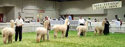 AOBA National Alpaca Show